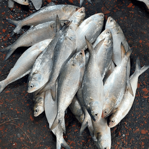 নদীর ইলিশ
