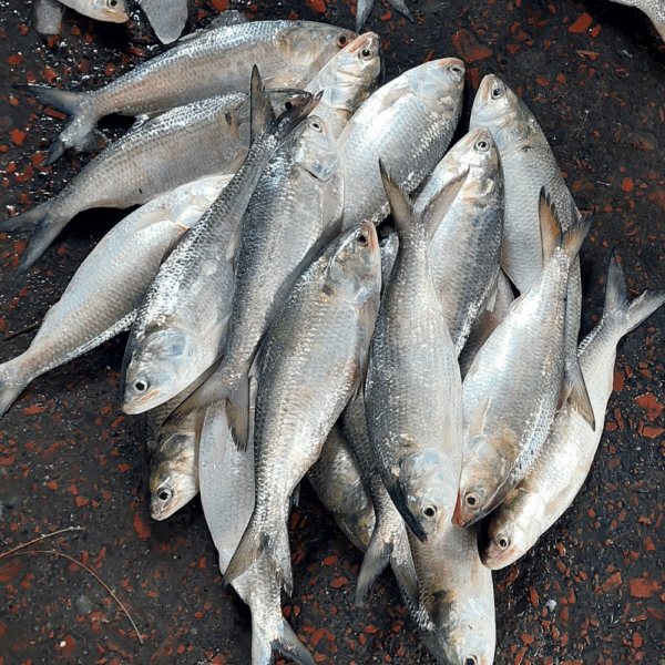 নদীর ইলিশ
